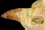 Mosasaur (Prognathodon) Jaw Section With Unerupted Tooth #163911-1